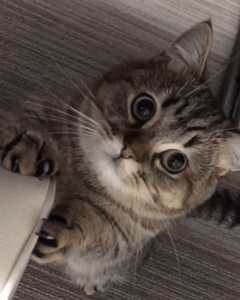 狸花娱乐：搞笑gif图~