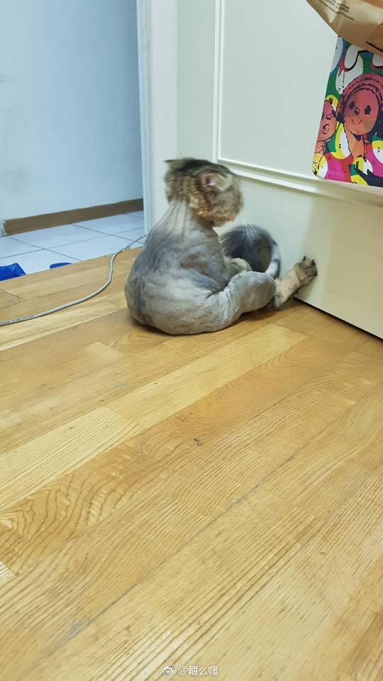 今日搞笑：隔着屏幕我都感受到了现场的“血腥”味