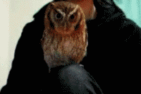 狸花娱乐：搞笑gif图~