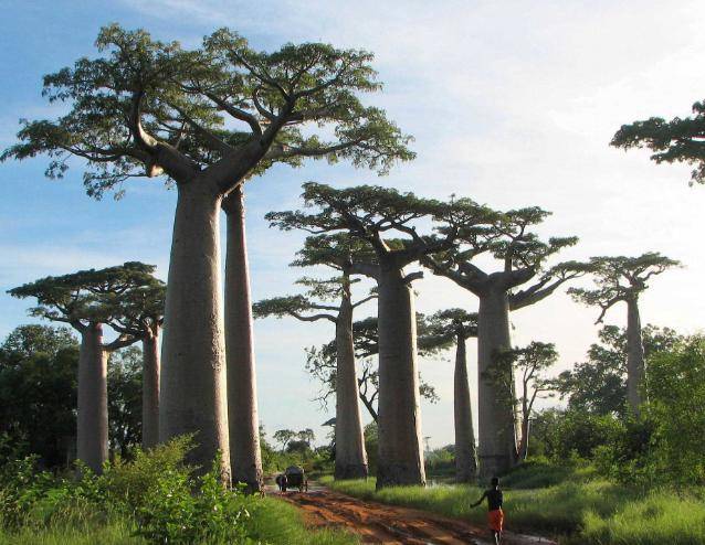 图为马达加斯加猴面包树,以高大粗壮,造型奇特出名,它们构成了西部稀