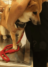 狸花娱乐：搞笑gif图~