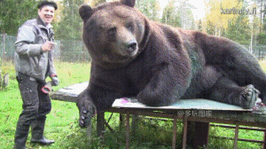 搞笑GIF：巨熊下海拍写真，谁也阻挡不了俄罗斯棒子了
