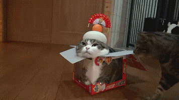 狸花娱乐：搞笑gif图~