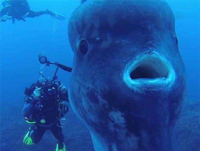 盘点翻车鱼的各种奇葩死法网友你确定不是来搞笑的吗