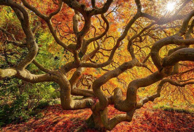 全球最漂亮的树木大多数在美国我国也有一棵