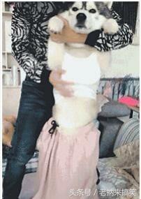 搞笑动物锦集：以后谁也不能把我们分开 这一刻我又相信了爱情