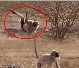 搞笑gif：会侧空翻的小猴子