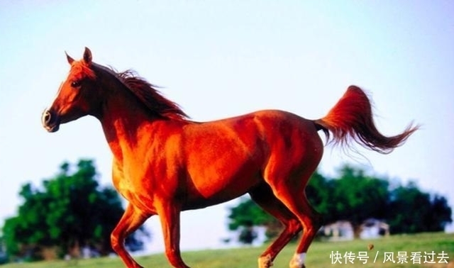 帝王四大宝马一匹救曹操一命一匹除了刘备谁骑谁死后神秘失踪
