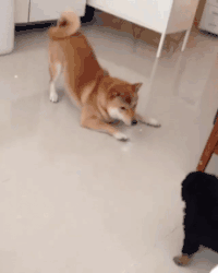 搞笑：值得一看的15张搞笑图片