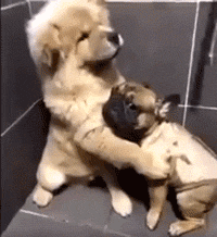 搞笑gif:兄弟 你经历过绝望吗？