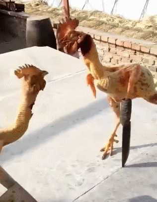 搞笑GIF：​这是一对母女，你能看出来谁是妈妈吗