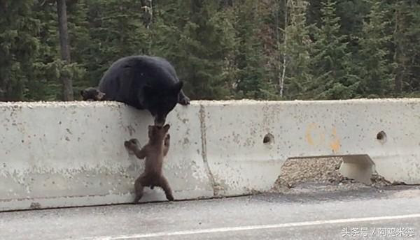 小熊调皮跑上高速公路遇险，熊妈妈忙救援，怪不得总喜欢说熊孩子