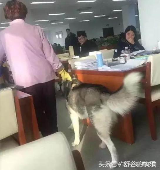 哈士奇来到学校准备读书泡学妹，刚拉风3分钟，它的好戏就演完了