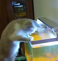 搞笑GIF：​这是一对母女，你能看出来谁是妈妈吗