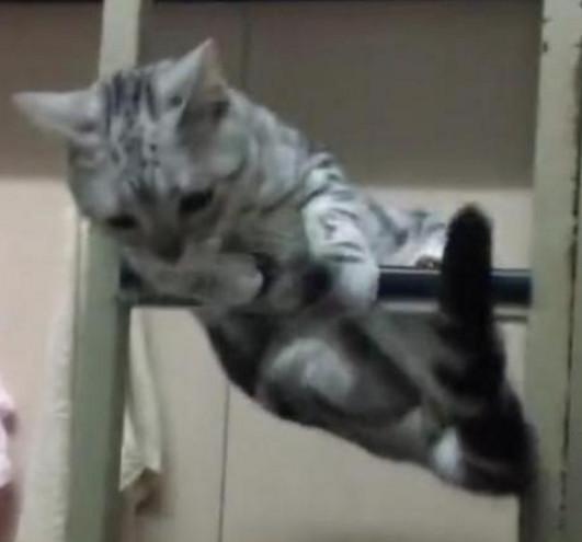 猫猫下个楼梯 的动作 太搞笑了，主人肚子都笑疼了