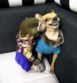 搞笑图文，不能承受的压力