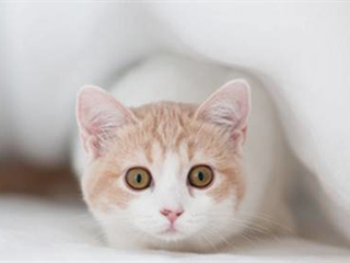 2019071206004515706.png