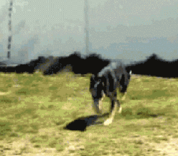 狸花娱乐：搞笑gif图~