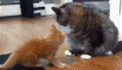 搞笑GIF动图：这身材，大叔看了表示把持不住啊