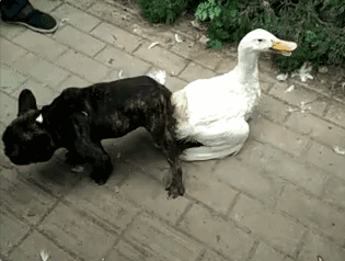 狸花娱乐：搞笑gif图~