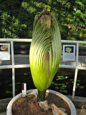 它之所以散发出一股强烈的腐臭味,其实是为了吸引自然界那些生性食腐