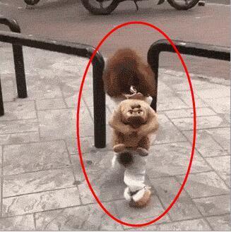 搞笑gif:&ldquo;人模狗样&rdquo;系列之一