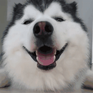 搞笑GIF图:设计师此时的内心是崩溃的!