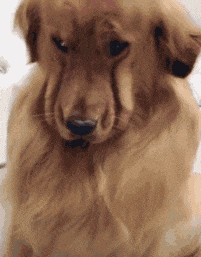 「搞笑Gif动图」滚吧，一山容不下两只乌龟的哦