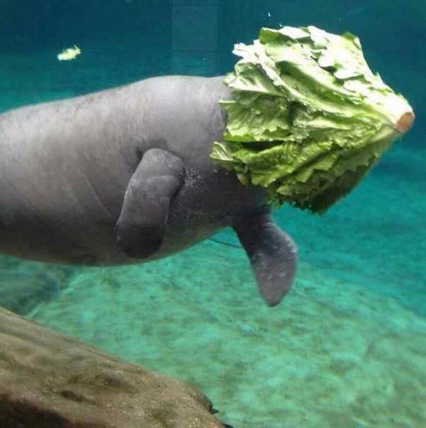 搞笑图集：我的慢炖锅，小乌龟你这是要逆天吗