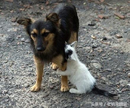 搞笑动物锦集：以后谁也不能把我们分开 这一刻我又相信了爱情