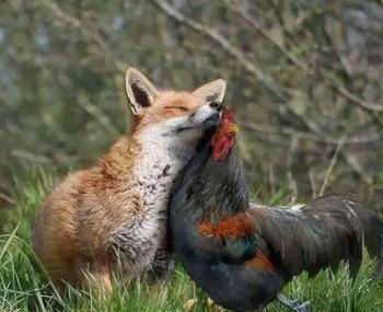 逆袭法养鸡场群鸡竟然合作杀死狐狸2