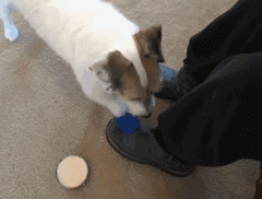 狸花娱乐：搞笑gif图~