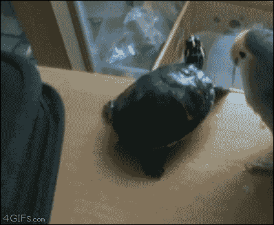 开心一刻搞笑图片（10）鹦鹉这么吊的吗？撩猫！逗狗！坑龟！