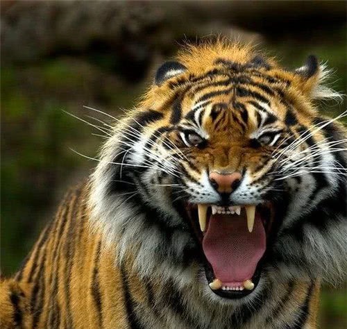 皇帝讨厌胡人进贡的东西拿去喂老虎不料老虎见状吓得伏地不起3