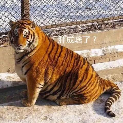 到动物园看老虎，只见一只&ldquo;大橘猫&rdquo;扎在老虎堆里