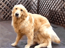 狸花娱乐：搞笑gif图~