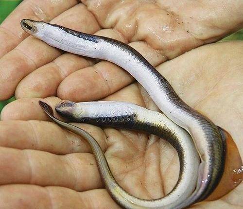 在这袋子鱼身上也附了好几条"寄生鱼".