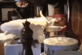 开心一刻搞笑图片（10）鹦鹉这么吊的吗？撩猫！逗狗！坑龟！