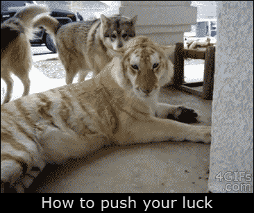 搞笑gif图片：这样被狗欺负可以吗，你能不能有点老虎的样子？