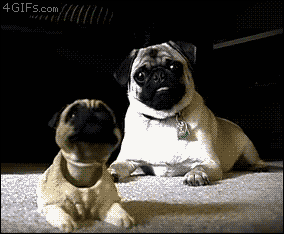 搞笑GIF：哪些让我们笑翻的狗子们。。