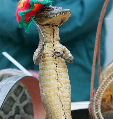 周所周知蛇可以用来泡酒,大多人认为用蛇泡过的酒能够强身健体.