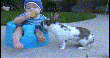 兔兔-卖萌是我们得专利，搞笑我们是认真的