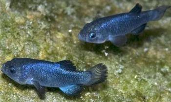 这也使魔鳉成为世界上最罕见的鱼类之一,或许还是地球上最与世隔绝的