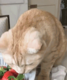 搞笑GIF图:设计师此时的内心是崩溃的!