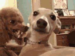 搞笑GIF动态图：能和自己的宠物成为哥们真是一件美好的事啊！