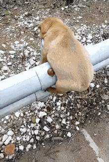 搞笑gif: 女汉子的生活你懂的! - 看看头条_中华网