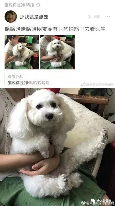 令人笑岔气的段子，真心看一次笑一次，发出猪的叫声！