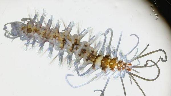 世界八大海洋生物有哪些？来看看长知识！