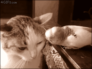 开心一刻搞笑图片（10）鹦鹉这么吊的吗？撩猫！逗狗！坑龟！