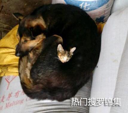 搞笑段子：你们太low了，这才是戴头盔的正确方式